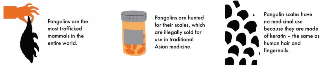Pangolin infographic