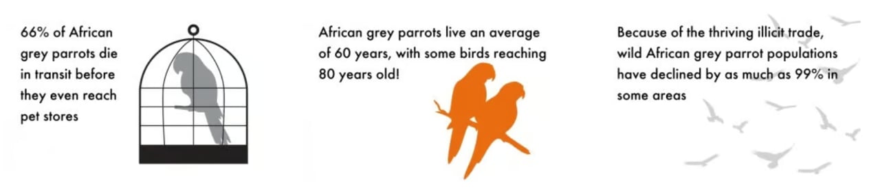 Parrot infographic