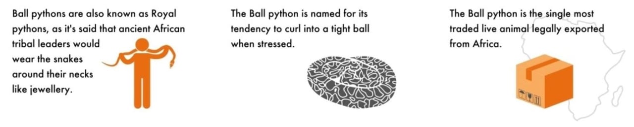 Pythons infographic