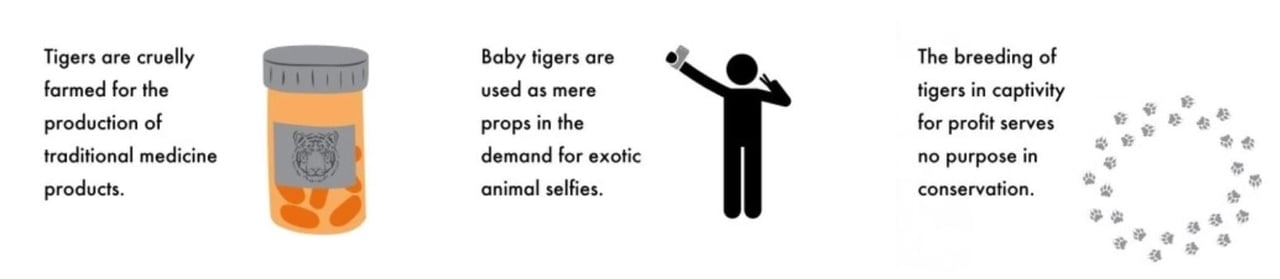 Tiger infographic