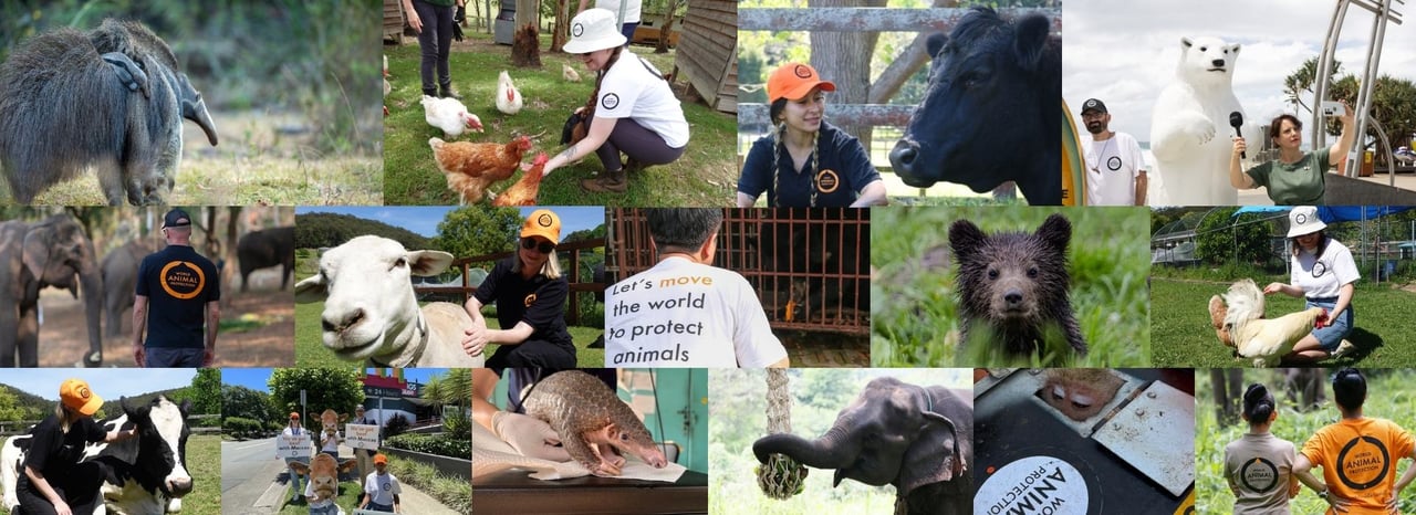 Collage of World Animal Protection staff and animals helped around the world