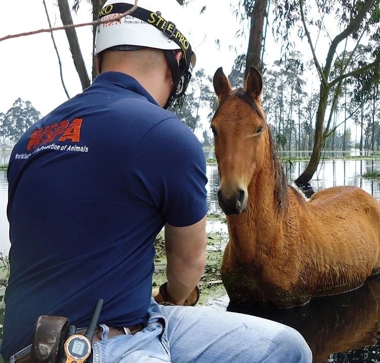 WSPA staff member rescues a horse