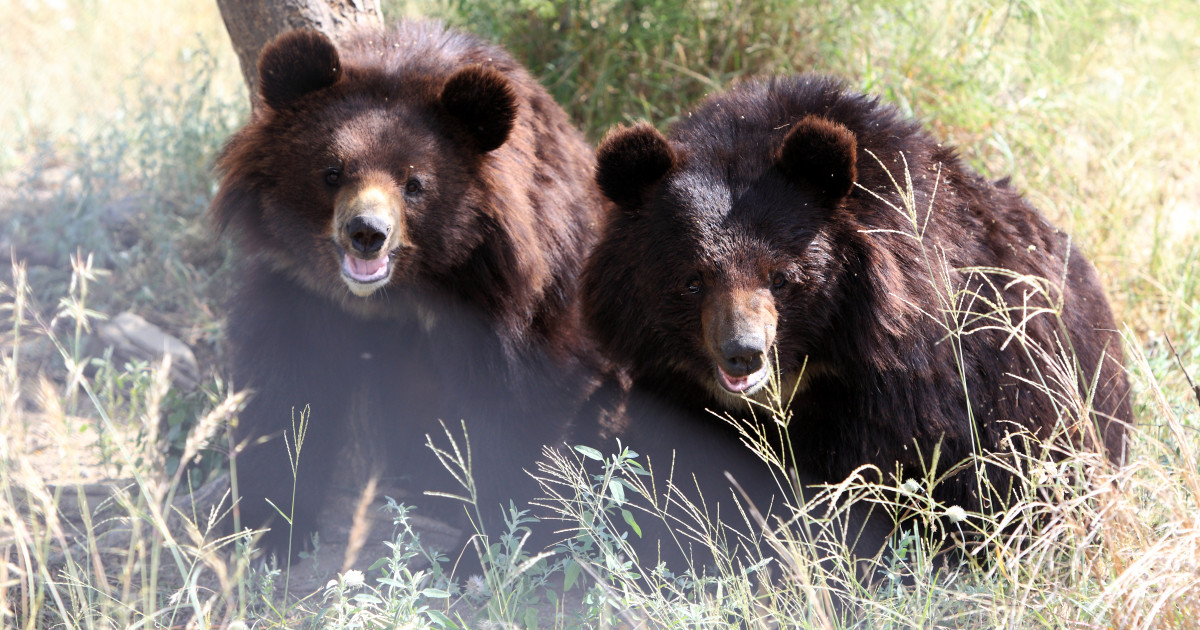Two bears at BRC's Balkasar Sanctuary in Pakistan, which is part funded by World Animal Protection
