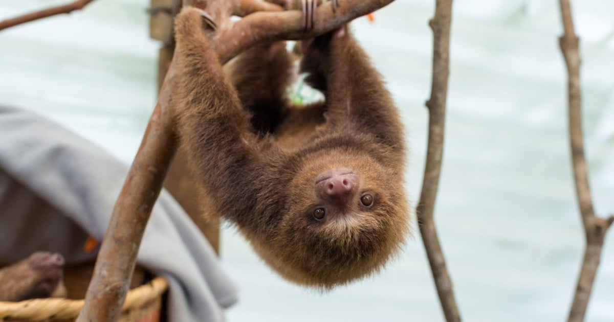 Rescued baby sloths get another chance | World Animal Protection Australia