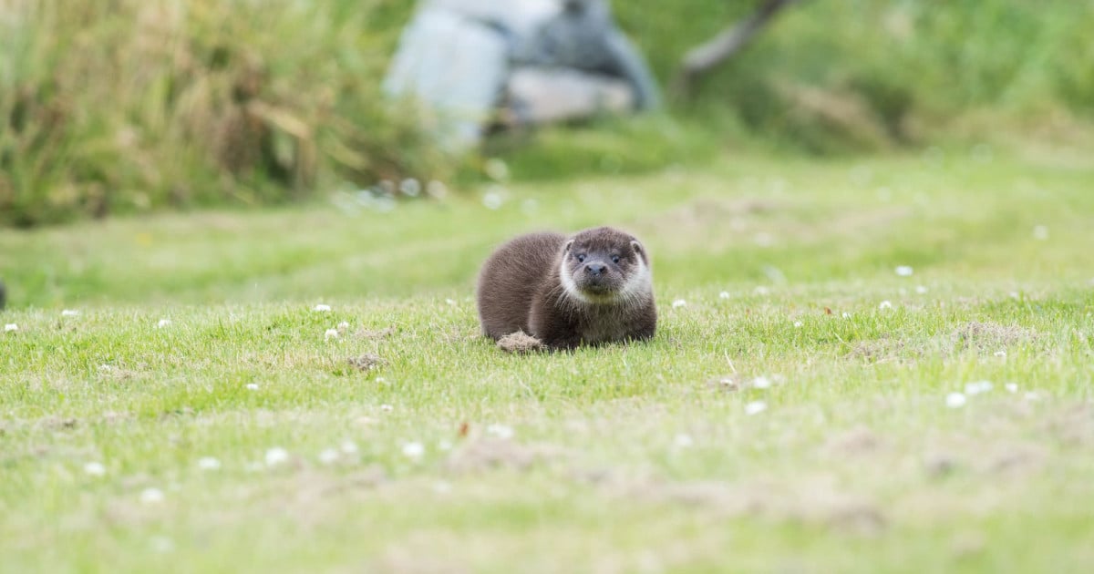 Ranger the rescue otter at Hillswick Wildlife Sanctuary - World Animal Protection