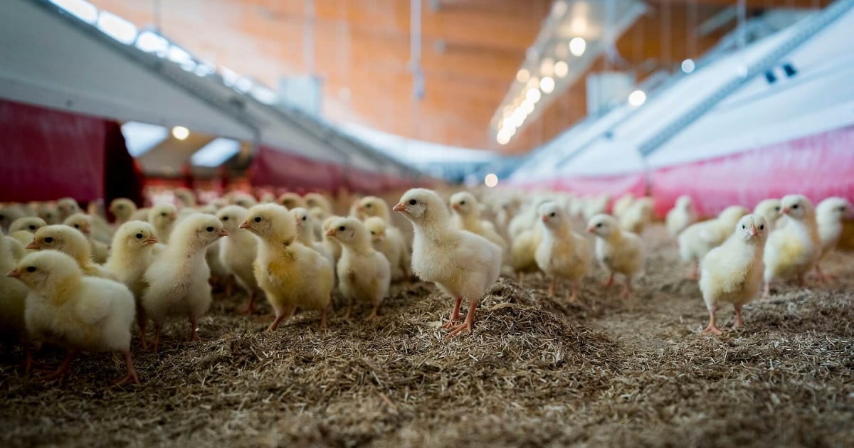 Chicken on a farm