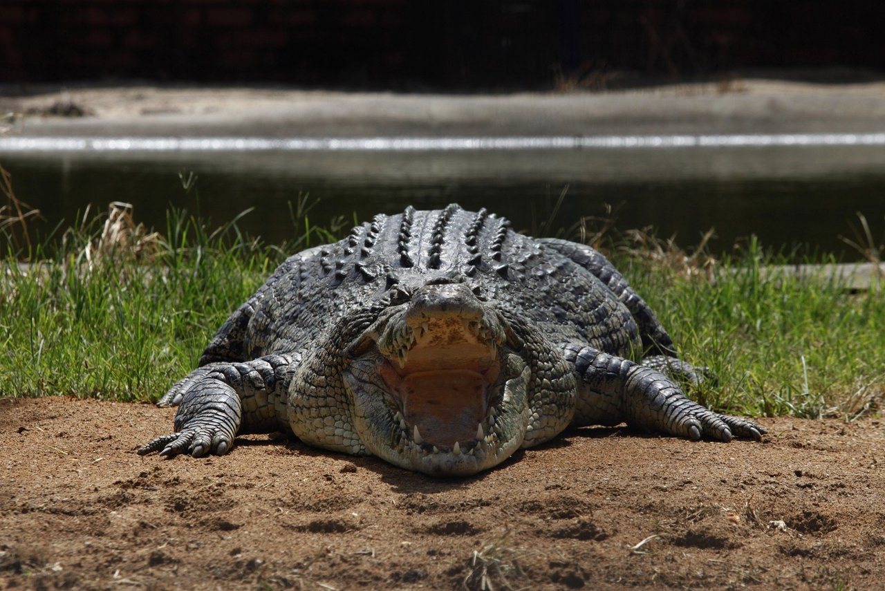 crocodile handbags