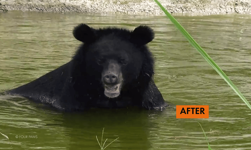 Chinh the bear at a sanctuary after being rescued