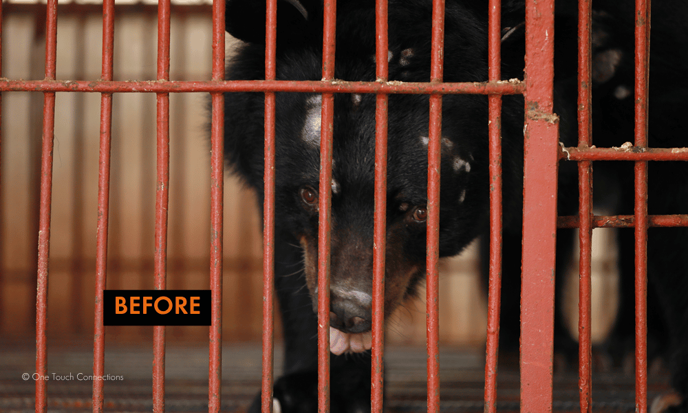 Chinh the bear in a cage before being rescued