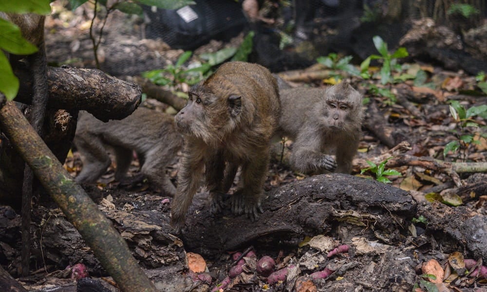 Two macaques tentatively step out into the wild, soon after their release
