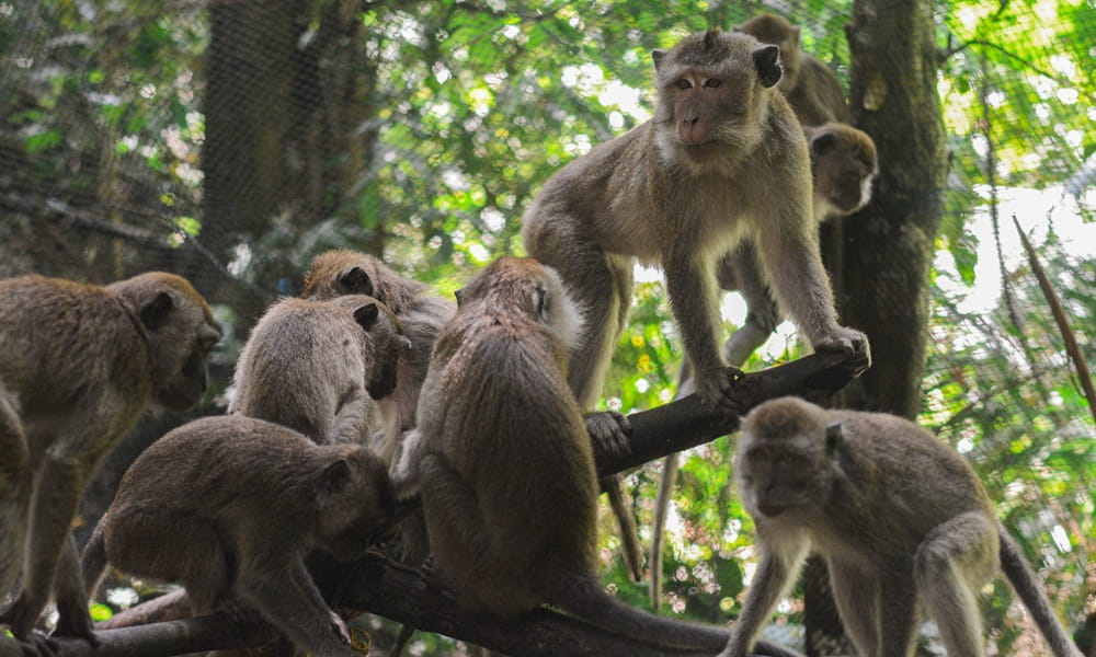 A family of rescued macaques explores their new wild home, moments after release