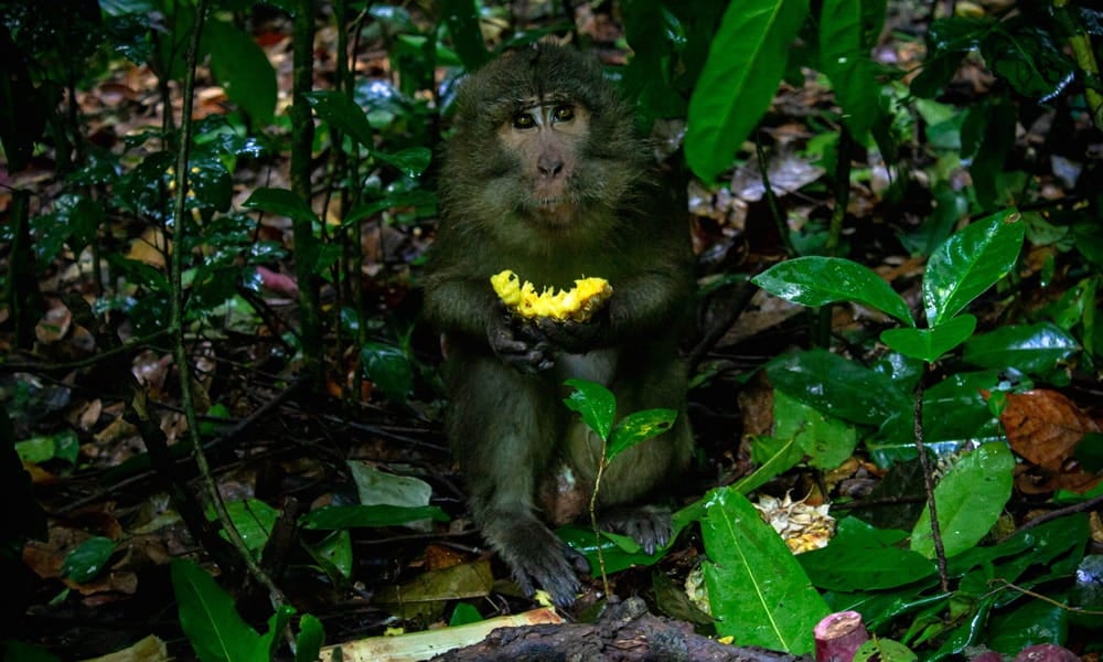 After a tiring journey, monkey Jono Wanto enjoys some refreshing pineapple