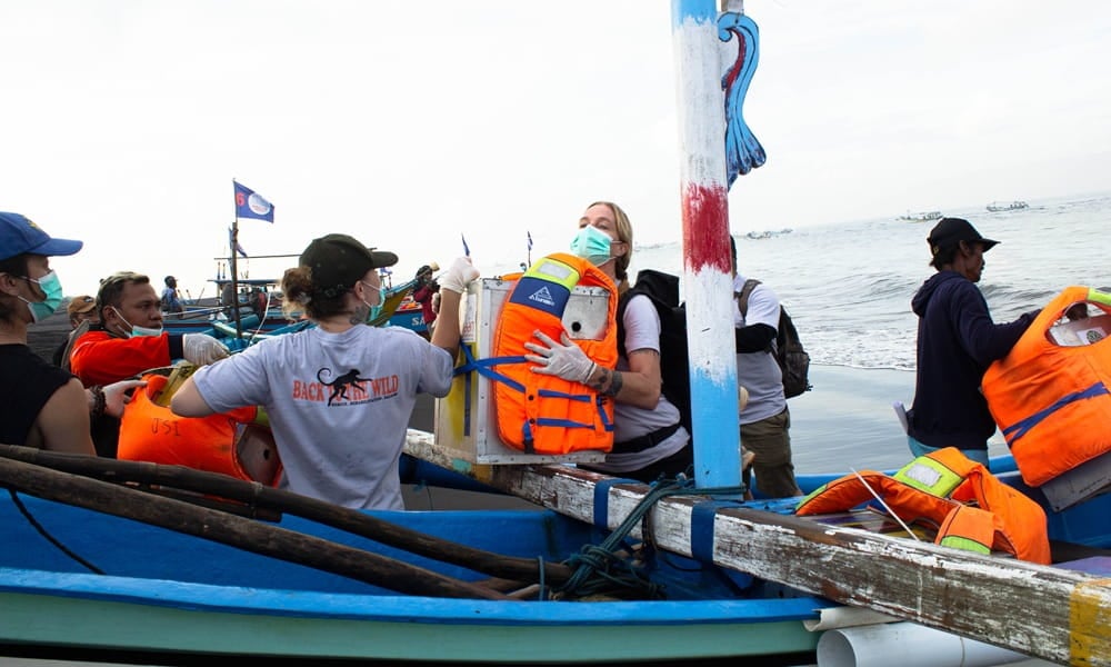 Rescued dancing monkeys transported on a boat to the wild