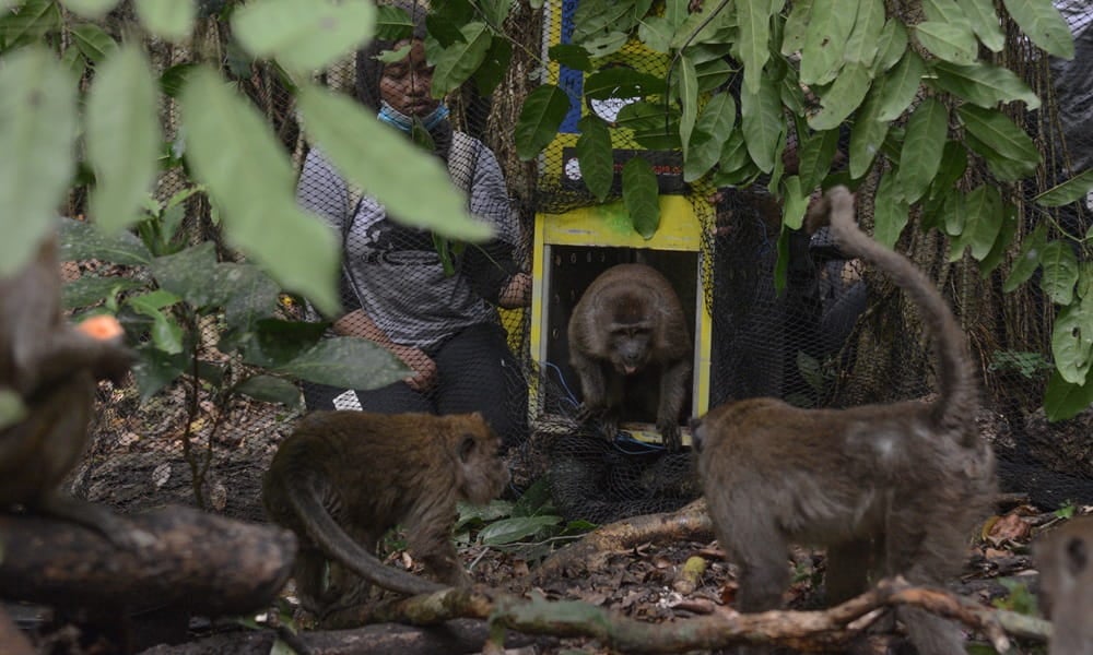 Monkey Jono assesses the situation as he’s released into the wild
