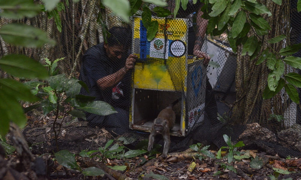 Unyil, a rescued dancing monkey released into the wild