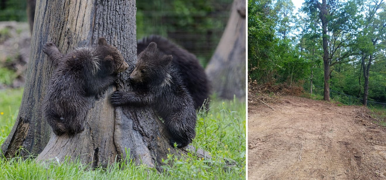 Libearty Sanctuary trees