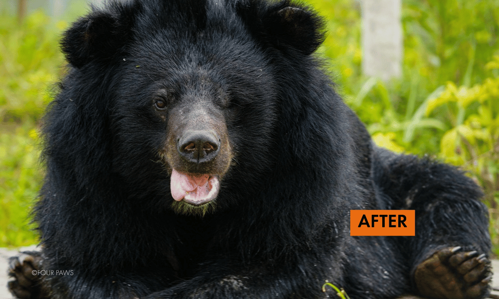 Na the bear in a sanctuary after being rescued