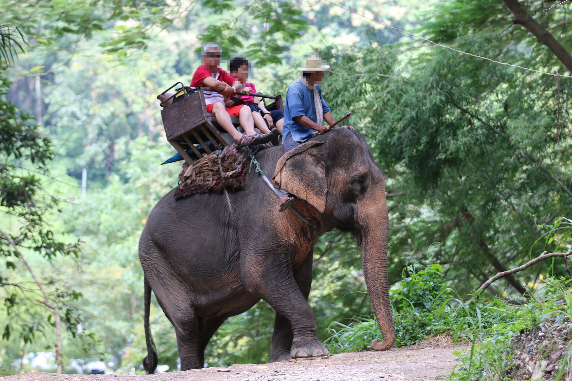 Tourists take a ride on an elephant in Thailand