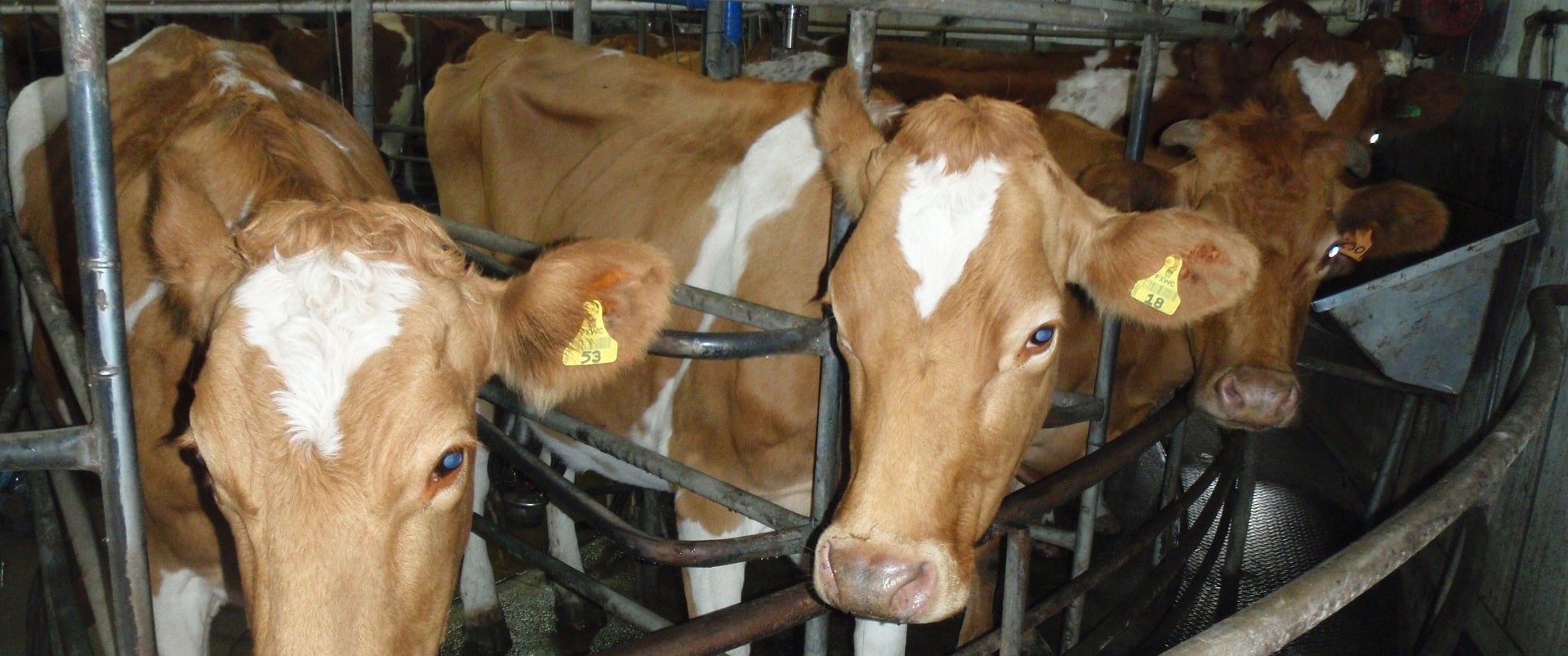 Dairy cows, New Zealand