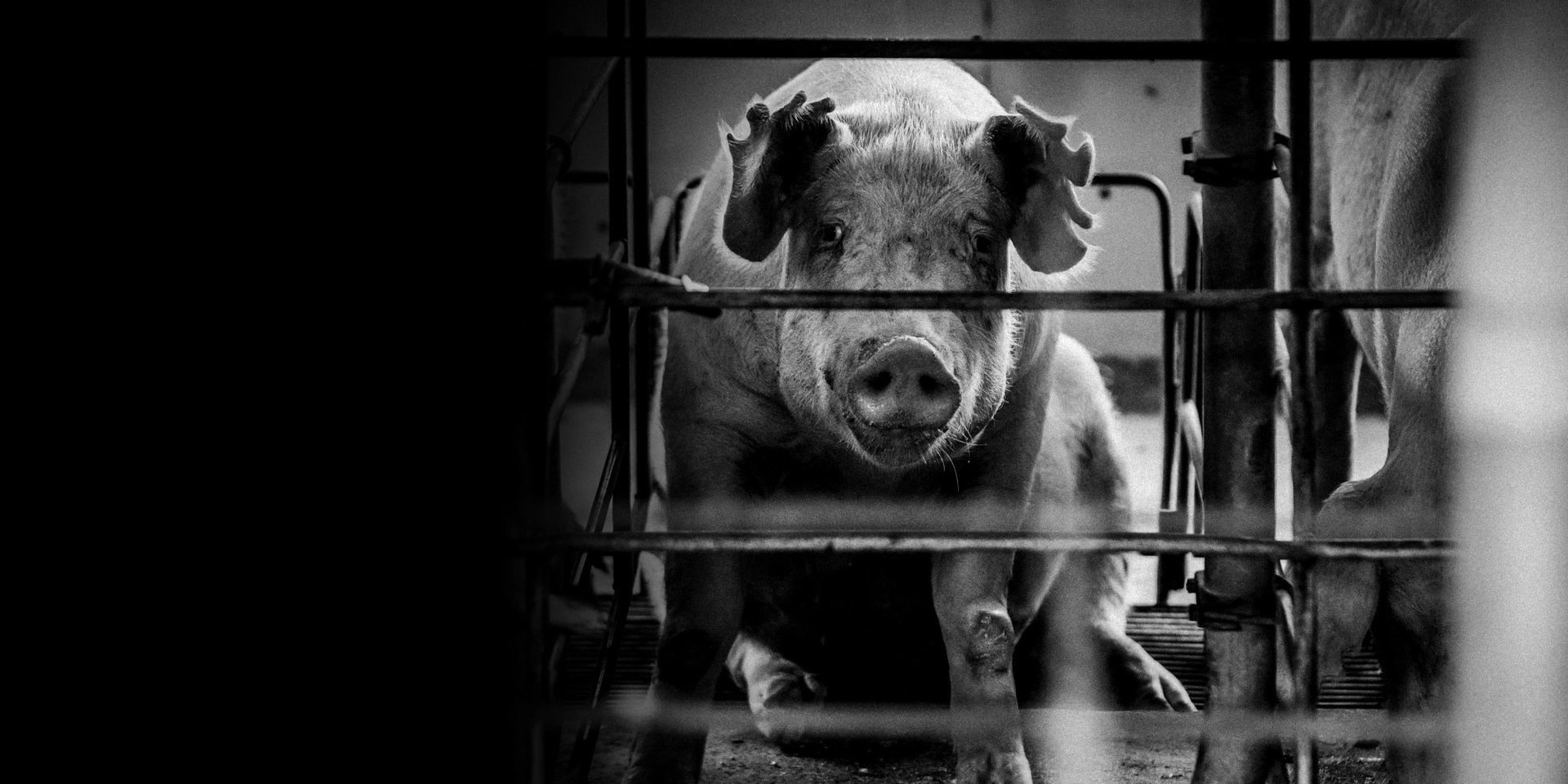 Mother pig in cage on factory farm