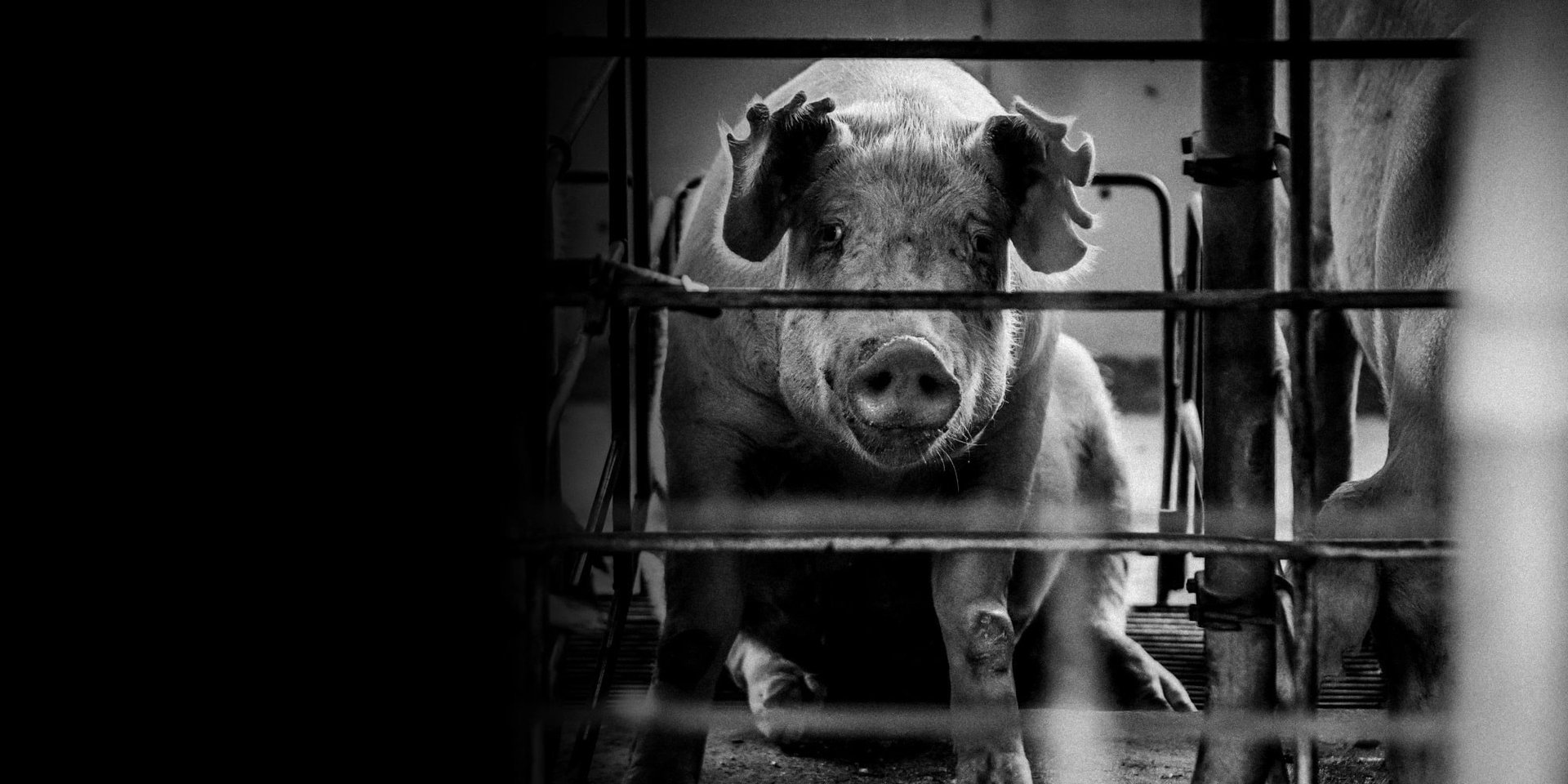Mother pig in cage on factory farm