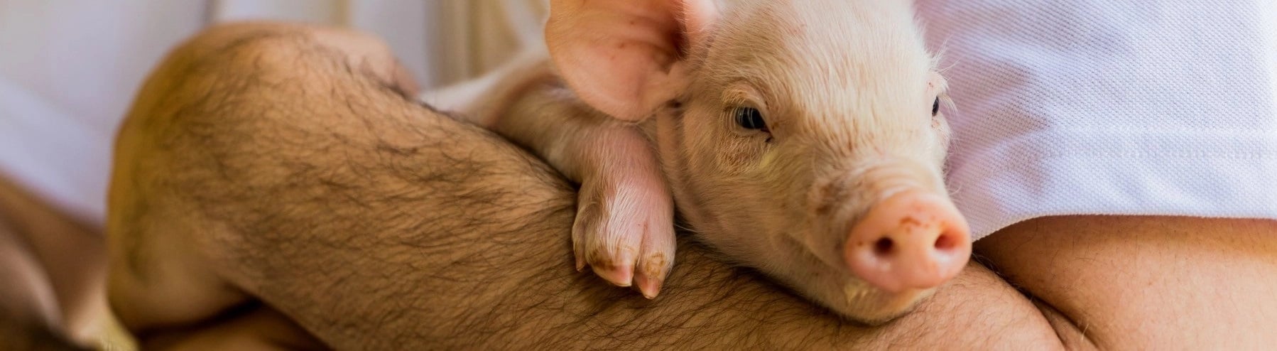 Staff member holding a piglet