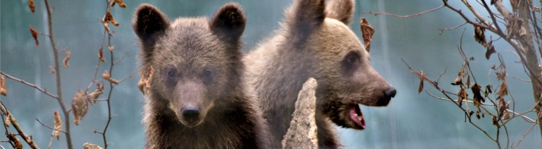 Rescued bear cubs