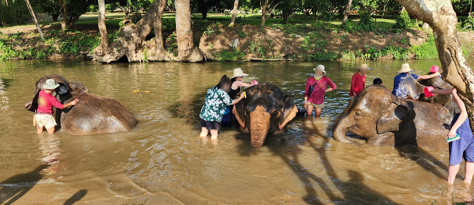 Elephant washing activity at tourist venue