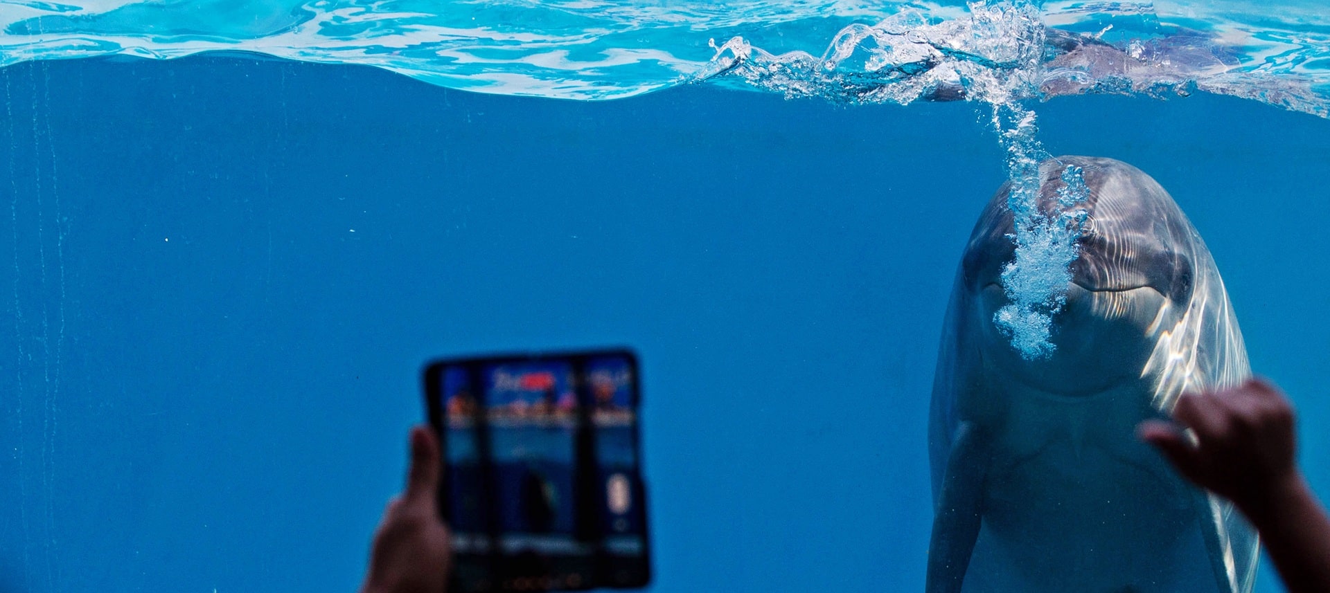 A captive dolphin at a venue in Thailand who has been linked to purchasing dolphins from the brutal Taiji dolphin hunts
