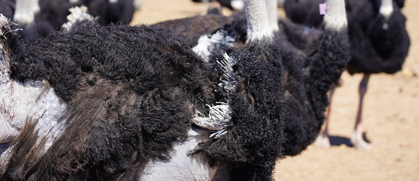 Plucked male ostrich on a farm