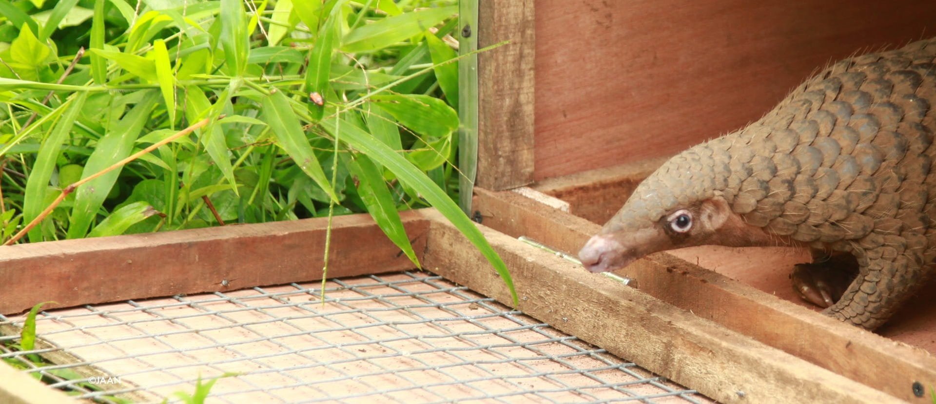 A pangolin is released into the wild