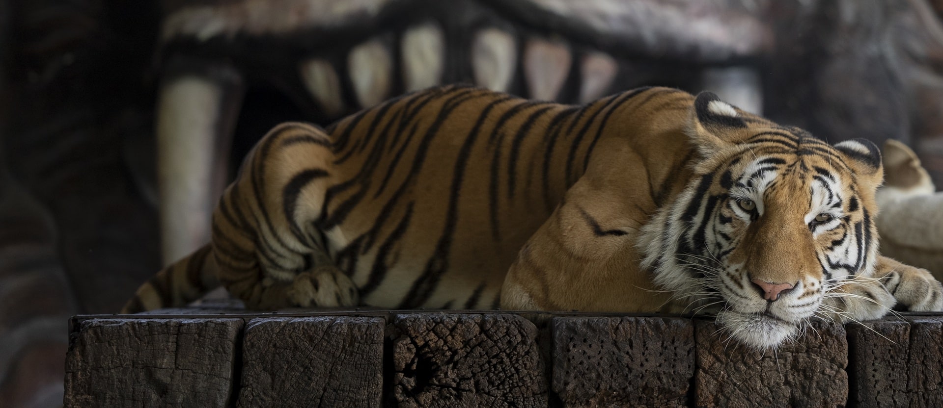 Tiger at a Thailand venue that allows guests to ‘walk a tiger’ and other close-up encounters