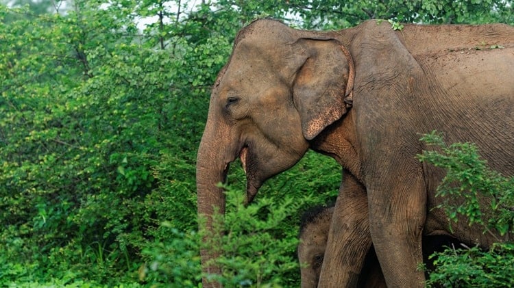 Wild elephant in Sri Lanka