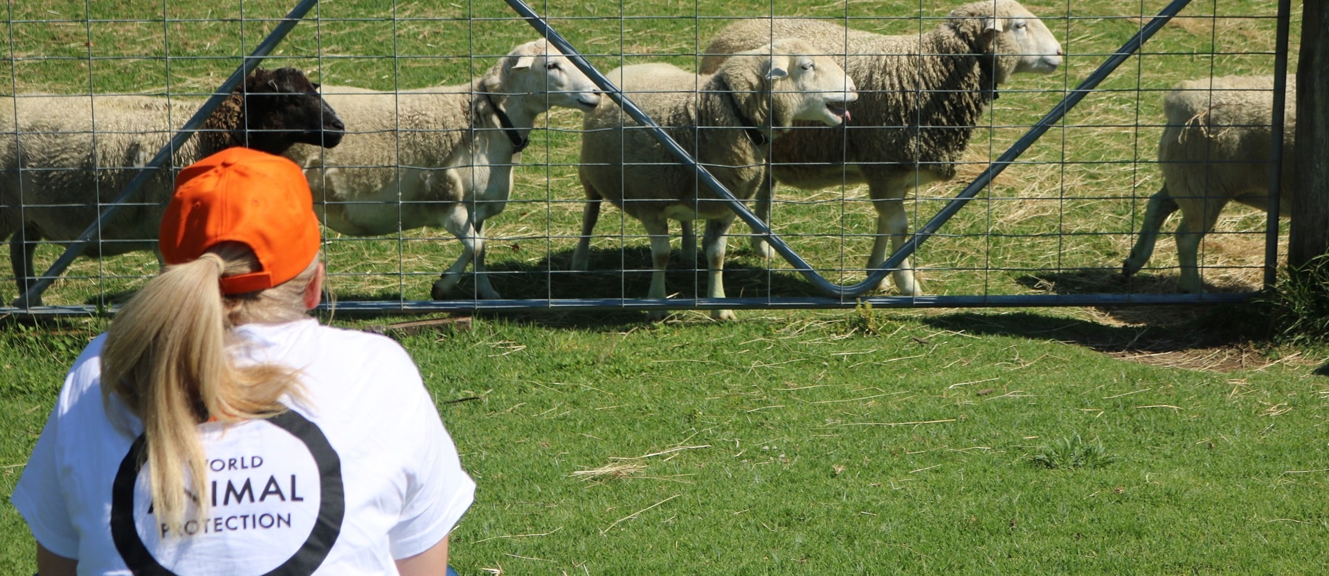 Staff member with sheep at Moo to Ewe sanctuary