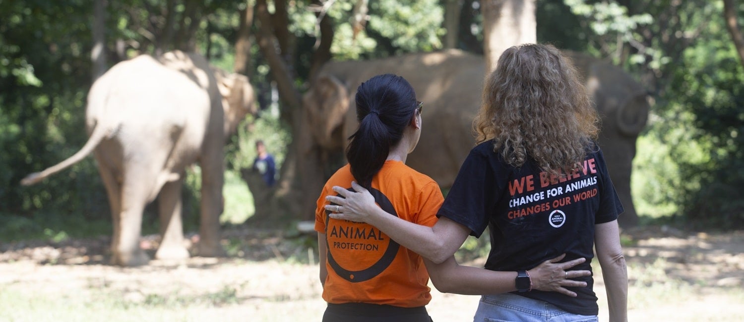 Somboon elephant sanctuary