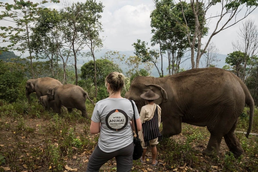 Elephants at a sanctuary