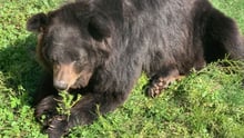 Pooh the bear is chewing on grasses