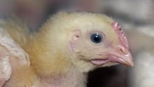 Chicken on a farm, NSW, Australia