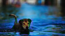 A dog in flooding