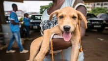 Dog at vaccination drive in Sierra Leone 2017