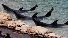 Dolphin show
