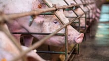 A mother pig in crate