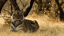 Wild tiger, India