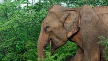 Wild elephant in Udawalawa National Park Sri Lanka