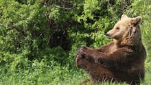 A bear at the Libearty sanctuary, Romania