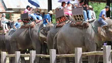 Elephant riding in Thailand