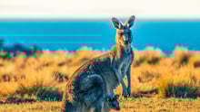 Kangaroo in the wild, Australia