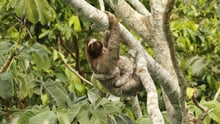 Wild sloth in Panama
