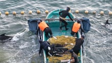 Taiji dolphin hunt