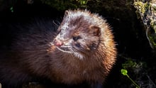 Wild mink